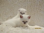 Отличные котята лилак-пойнты,  1, 5 мес,  клубные документы,  фото