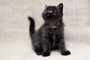 Маленькая черная пантера - шотландский прямоухий котик